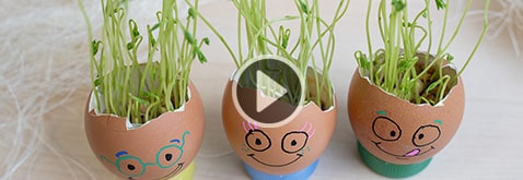 activite-enfants-plante-lentilles